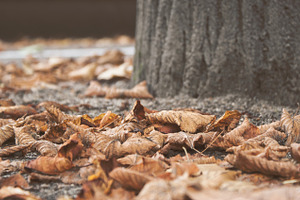 Autumn leaves featuring autumn, leaves, and gold