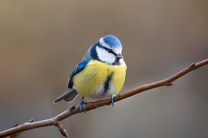 Blue Tit perched on branch, an Animal Photo by Fascinadora