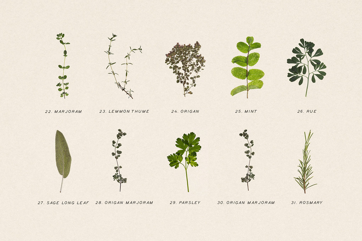 BUNDLE - Dry Flowers & Leaves, an Object Graphic by Sparrow & Snow (Photo 10 of 28)