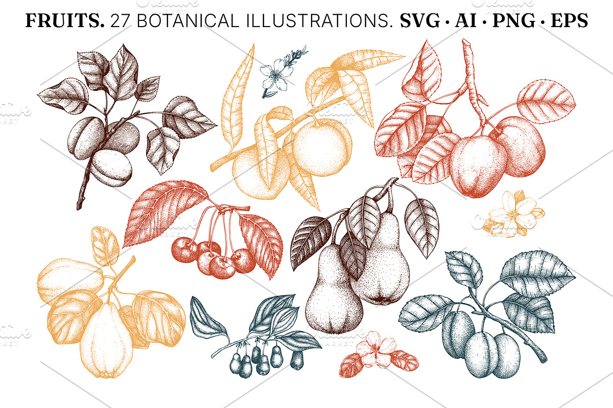 Ripe fruit Vectors and Designs Set