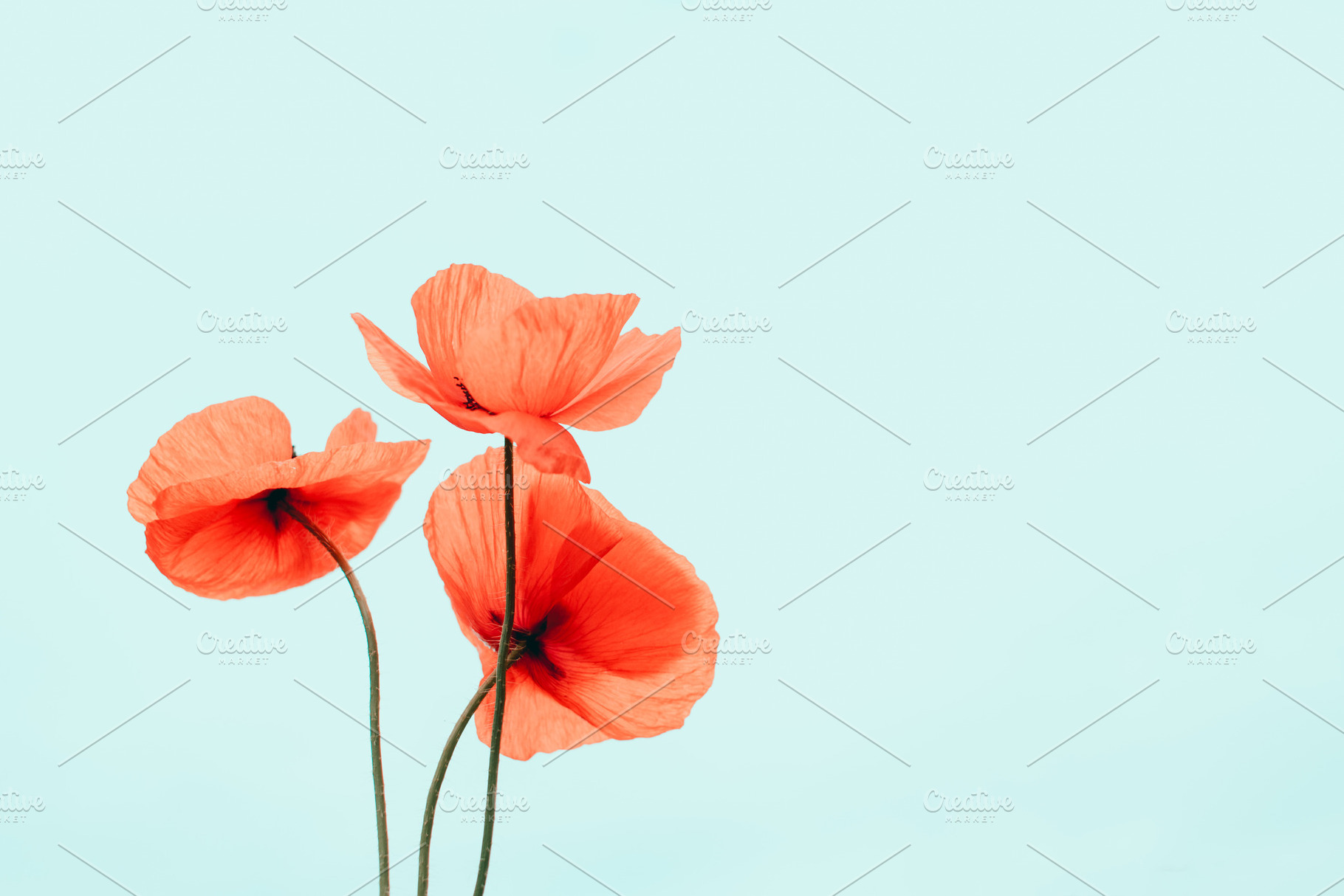 Red Poppy Flowers on Blue, a Nature Photo by René Jordaan Photography