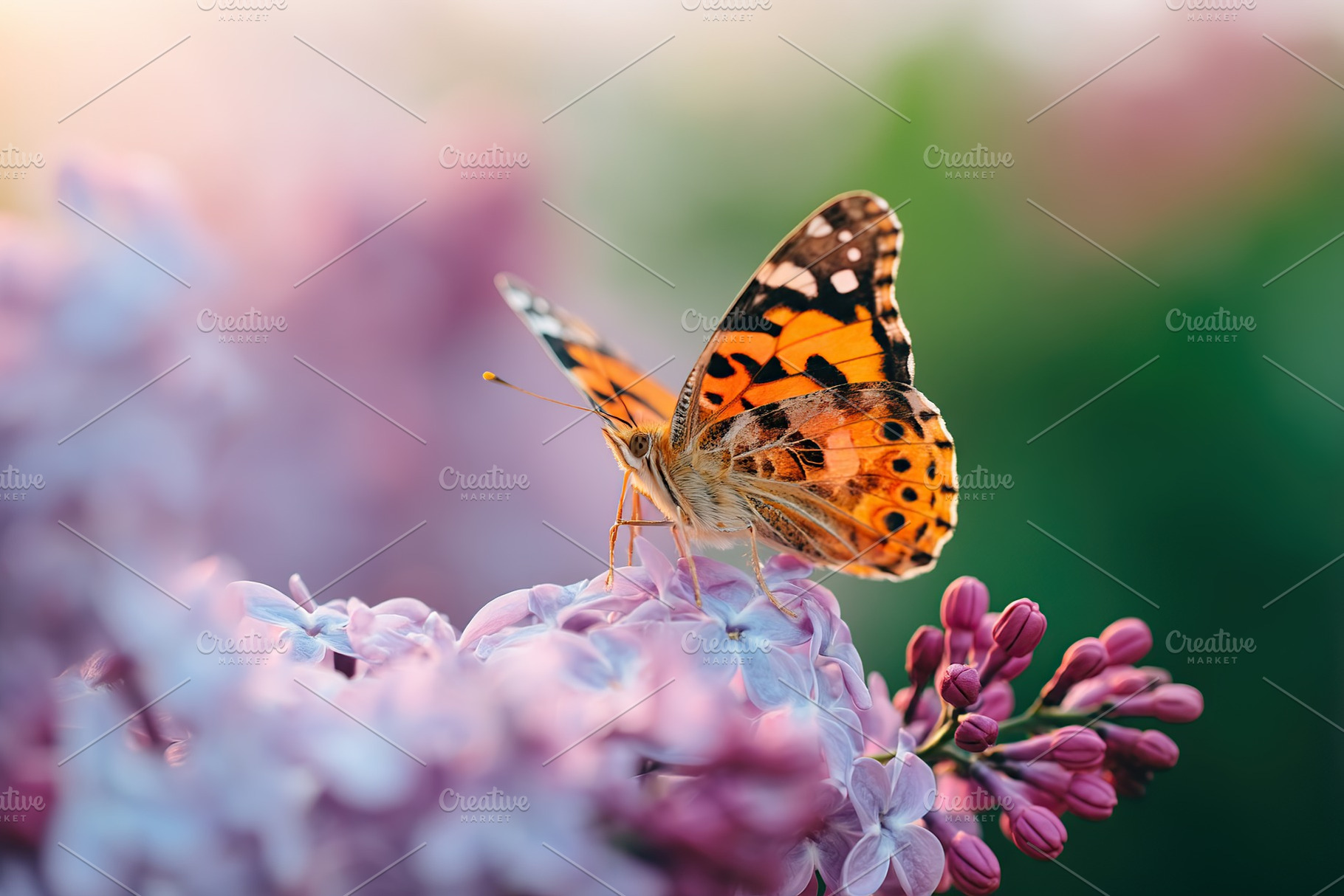 Colorful butterfly perched on blooming flowers in a serene garden during spring, an Animal Photo by AlyaAnd