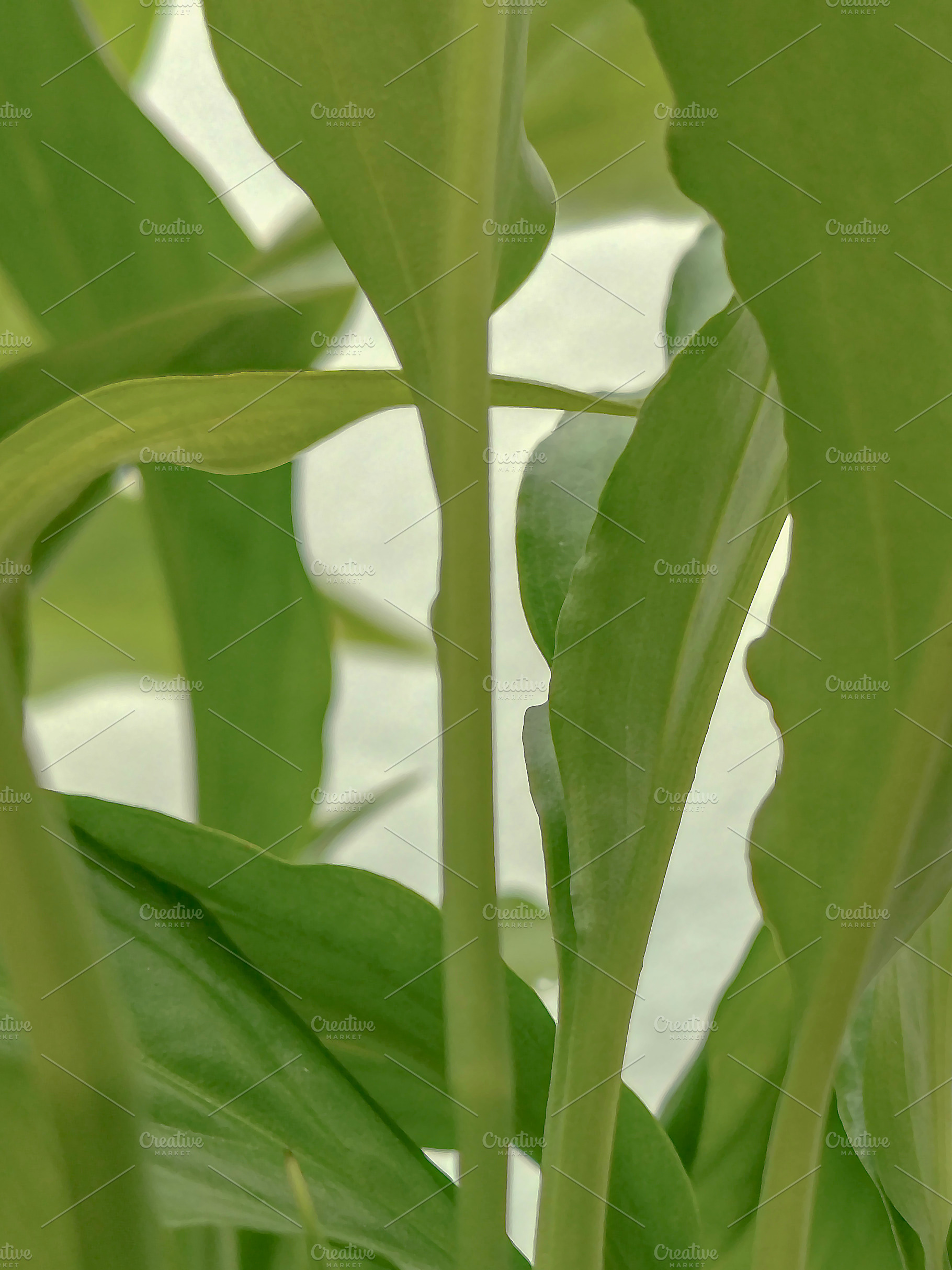 Close-up of lush green indoor plant, a Nature Photo by DanFLCreativo