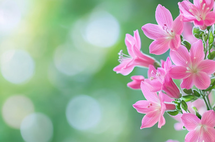 Beautiful pink flowers bloom vibrant, a Photo by Iftikhar Alam