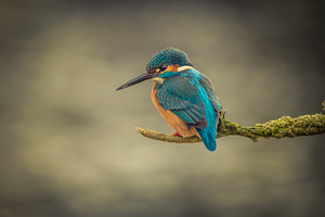 Kingfisher alcedo atthis featuring alcedo, atthis, and kingfisher