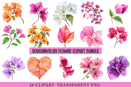 Bougainvillea Flower, an Illustration by cherrydesign