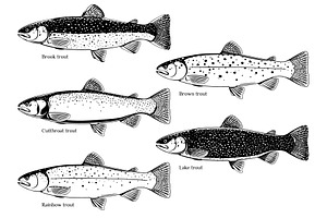 Set of trout fish