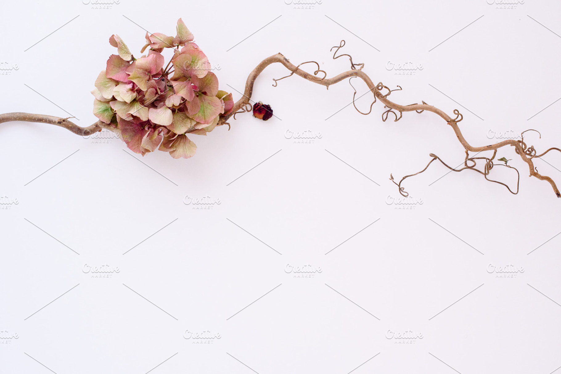 Styled Stock I Branch hydrangea, a Business Photo by SophieStockBoutique
