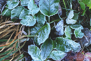 Frozen dry fallen leaves and plants., a Nature Photo by rorygez fresh