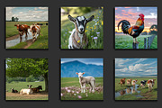 Farm Animal Life Background, a Background Graphic by protabsorkar11 (Thumbnail 6 of 8)