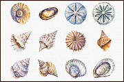 Seashell Clipart Ocean Sketch Set, an Illustration by Sublimation Artist (Thumbnail 3 of 6)