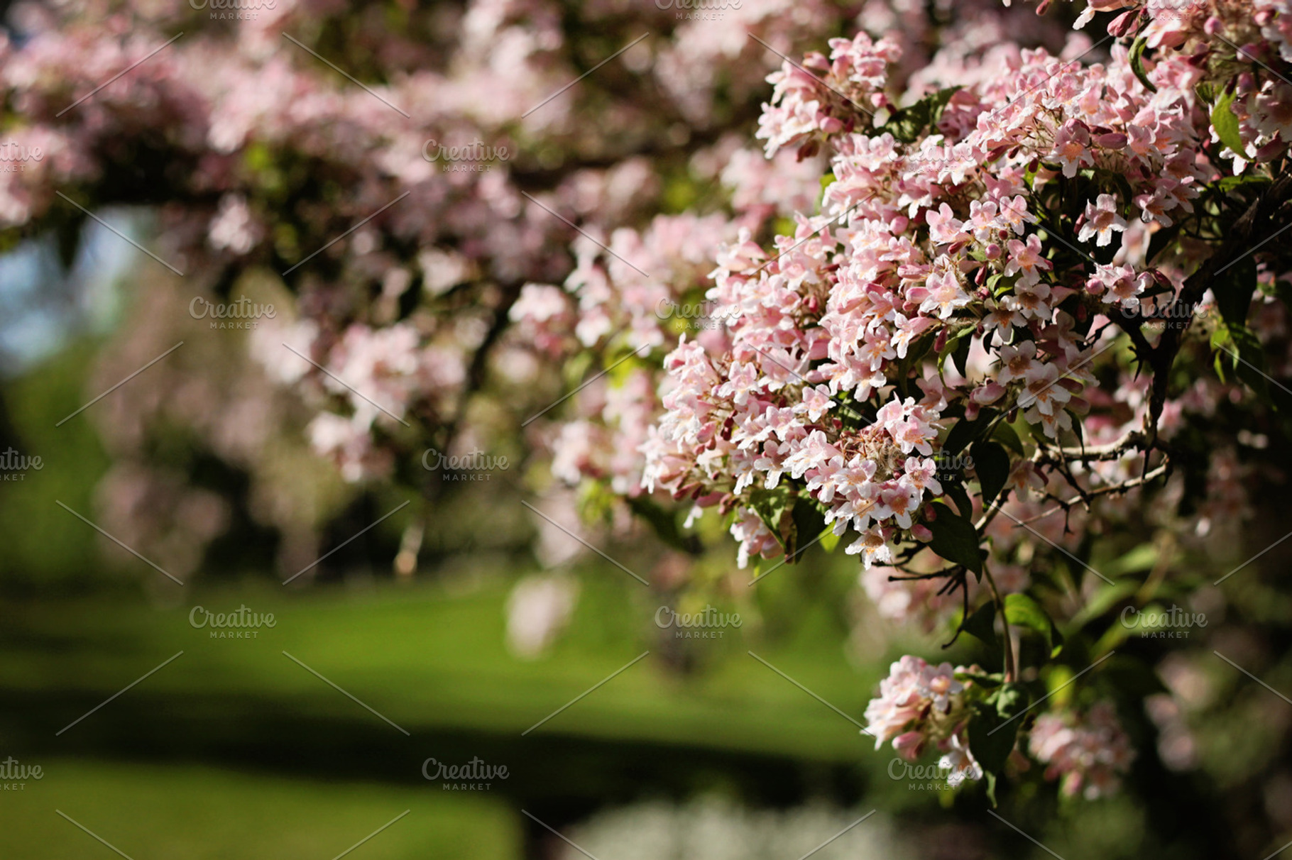 In Bloom Pink, a Nature Photo by Bellano Web Studio