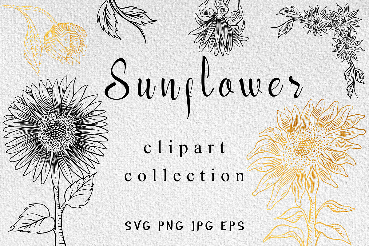 Sunflower clipart collection, an Illustration by Gennadi Digital Studio (Photo 1 of 7)