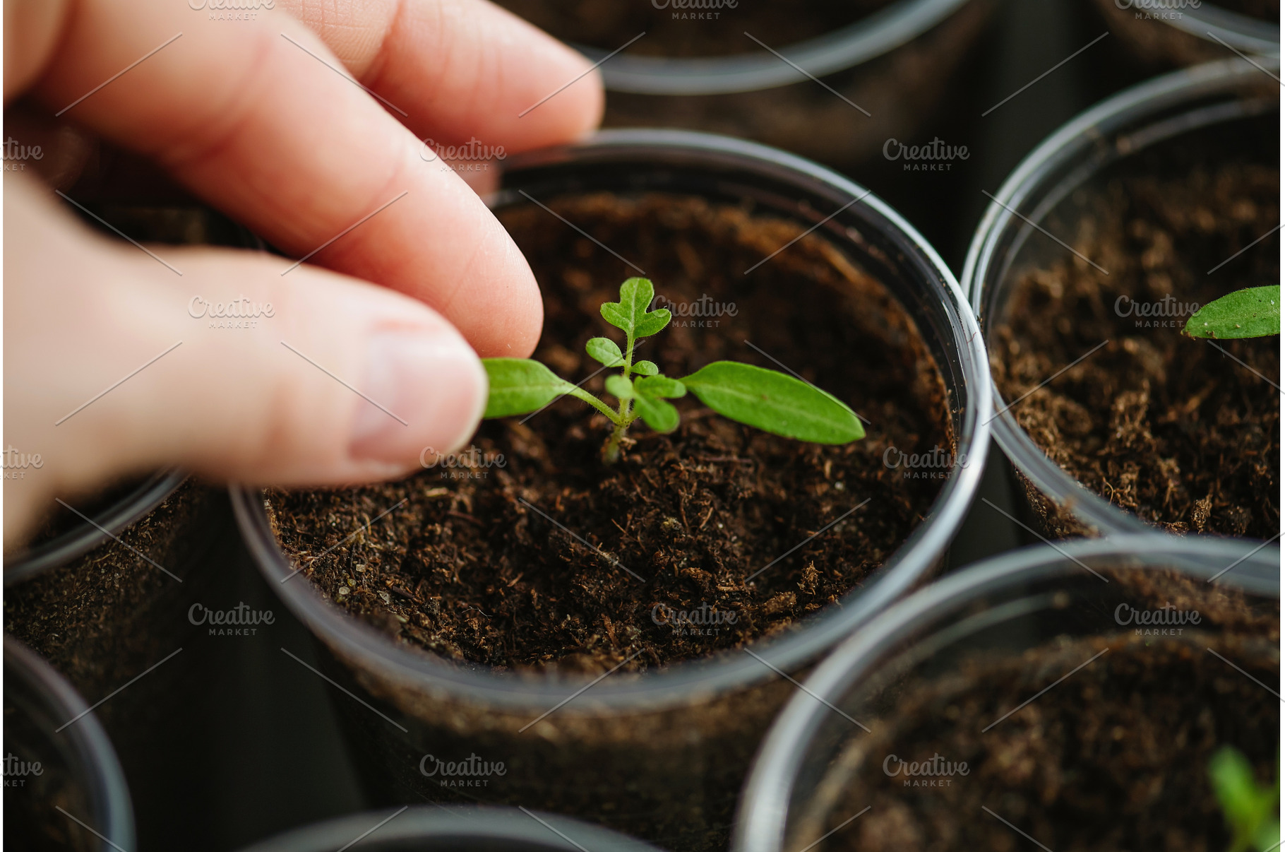 Vegetable seedlings transplanted, a Nature Photo by HalfPoint