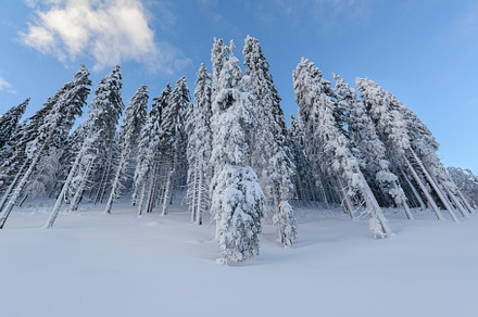Winter fairytale in the forest, a Nature Photo by Dreamy Pixel