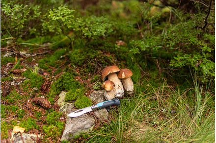 Beautiful edible mushrooms lying on