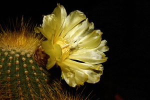 Yellow flower blooming on a Parodia cactus at night, an Abstract Photo by Antonio Gravante Market