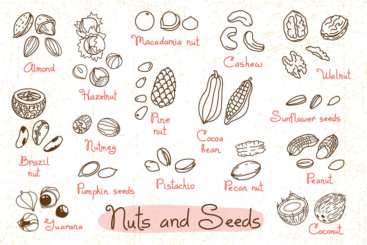 Nuts and Seeds - Food Clipart, a Food Illustration by Baksiabat (Photo 2 of 6)