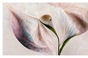 Lily Collection · Calla Lily Flowers, a Decorative Illustration by milatovar (Thumbnail 14 of 16)