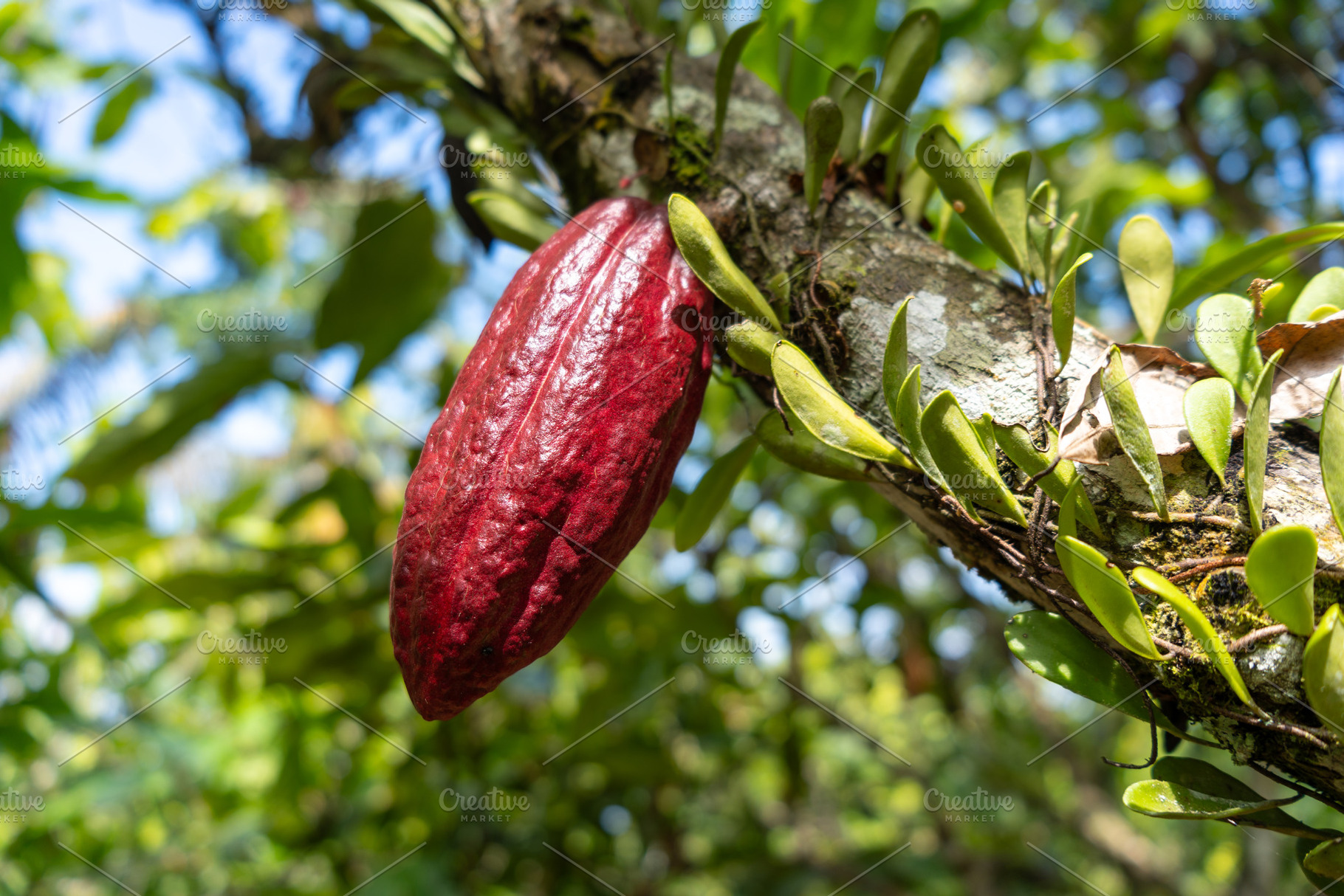 Cacao pod growing in Tentena, Sulawesi, Indonesia tropical fores, a Nature Photo by GoodGoods