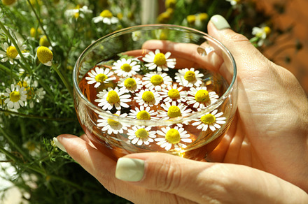 Female hands and chamomile tea, close up, a Food & Drink Photo by AtlasStudio PRO