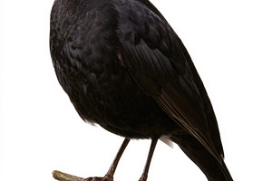Common blackbird perched on branch isolated on white background