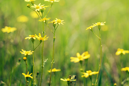 Purple Wild Flowers Featuring Flowers Wild And Meadow preview 6