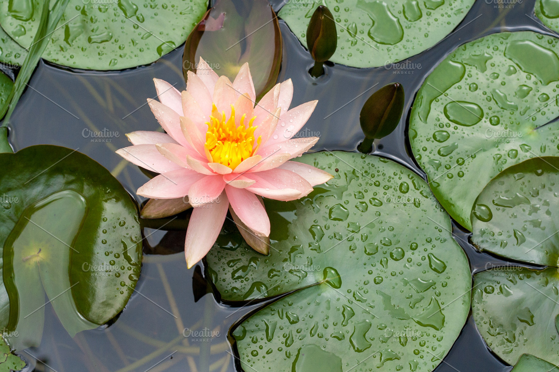 Water lily stock photograph, a Nature Photo by Teevio