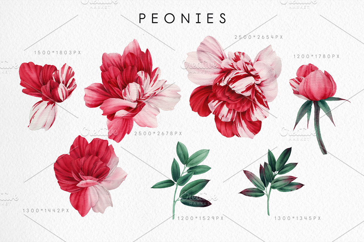 WATERCOLOR BUNDLE Peonies & Roses, an Illustration by ollalya (Photo 15 of 101)