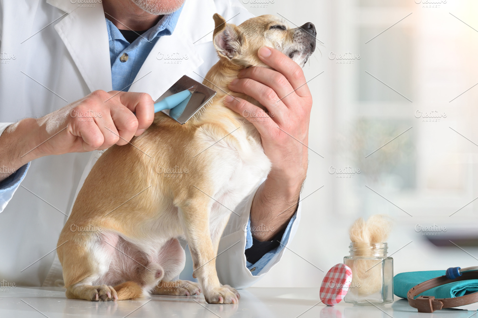 Veterinarian Brushing Chihuahua During Checkup close up, an Animal Photo by Davizro's Market