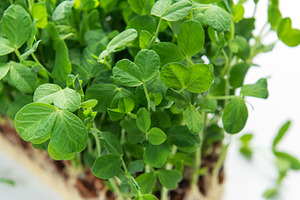 Growing green pea microgreens showing roots on white background, a Food & Drink Photo by Olena Rudo