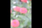 Dreamy, Ethereal Flower Photo Bundle, a Nature Photo by AmandaFagan (Thumbnail 9 of 13)