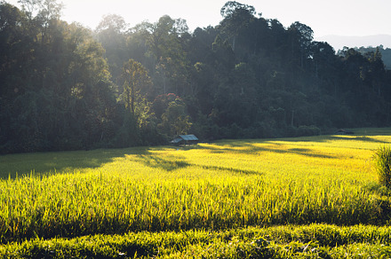 evening rice fields in the countryside, a Nature Photo by Art Rachen