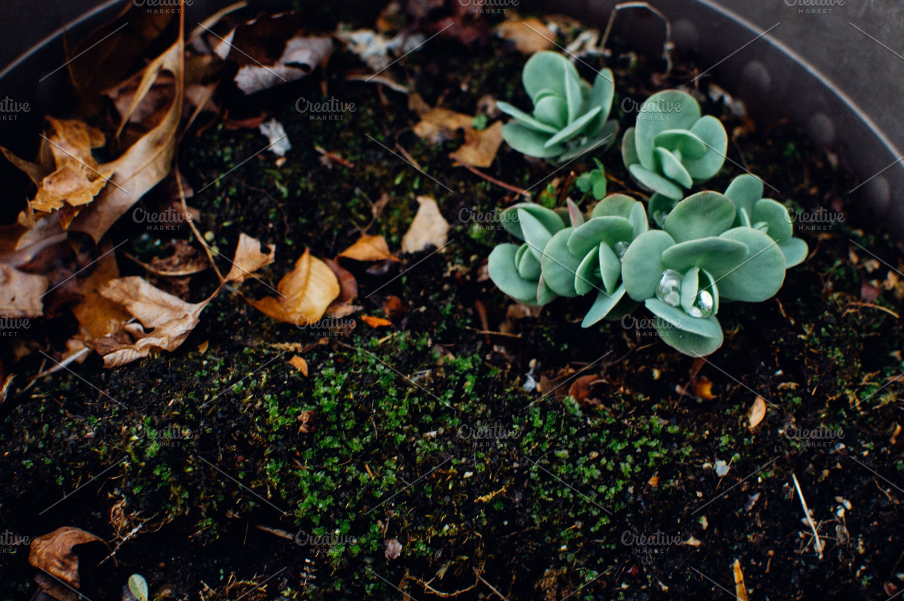 Succulent stock photograph, a Nature Photo by Lilly Lane Market