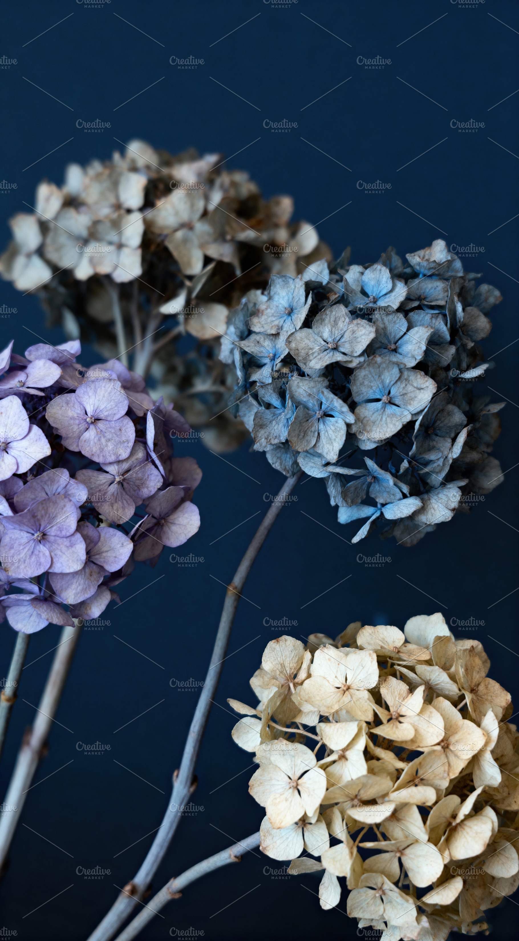 Botanical Fine Art Macro Flower, a Nature Photo by Virgo Studio