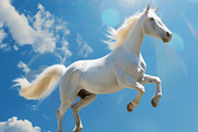 116 Flying animals, an Animal Photo by Handmadefont (Thumbnail 22 of 119)