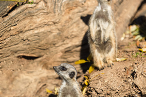 Pair of alert meerkats on dry ground, an Animal Photo by Perpis
