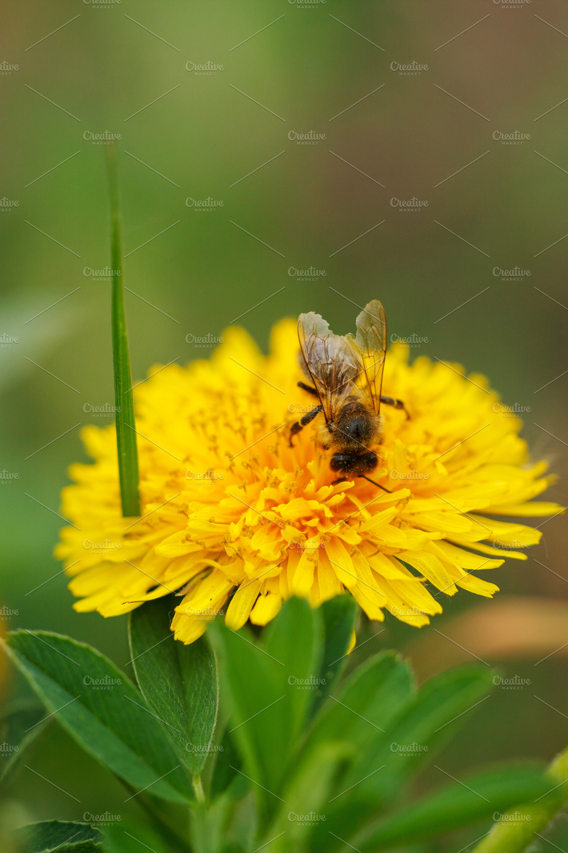 Macro shot of a honey bee on a yellow dandelion flower. Pollination concept wit, a Nature Photo by Rohan Photography