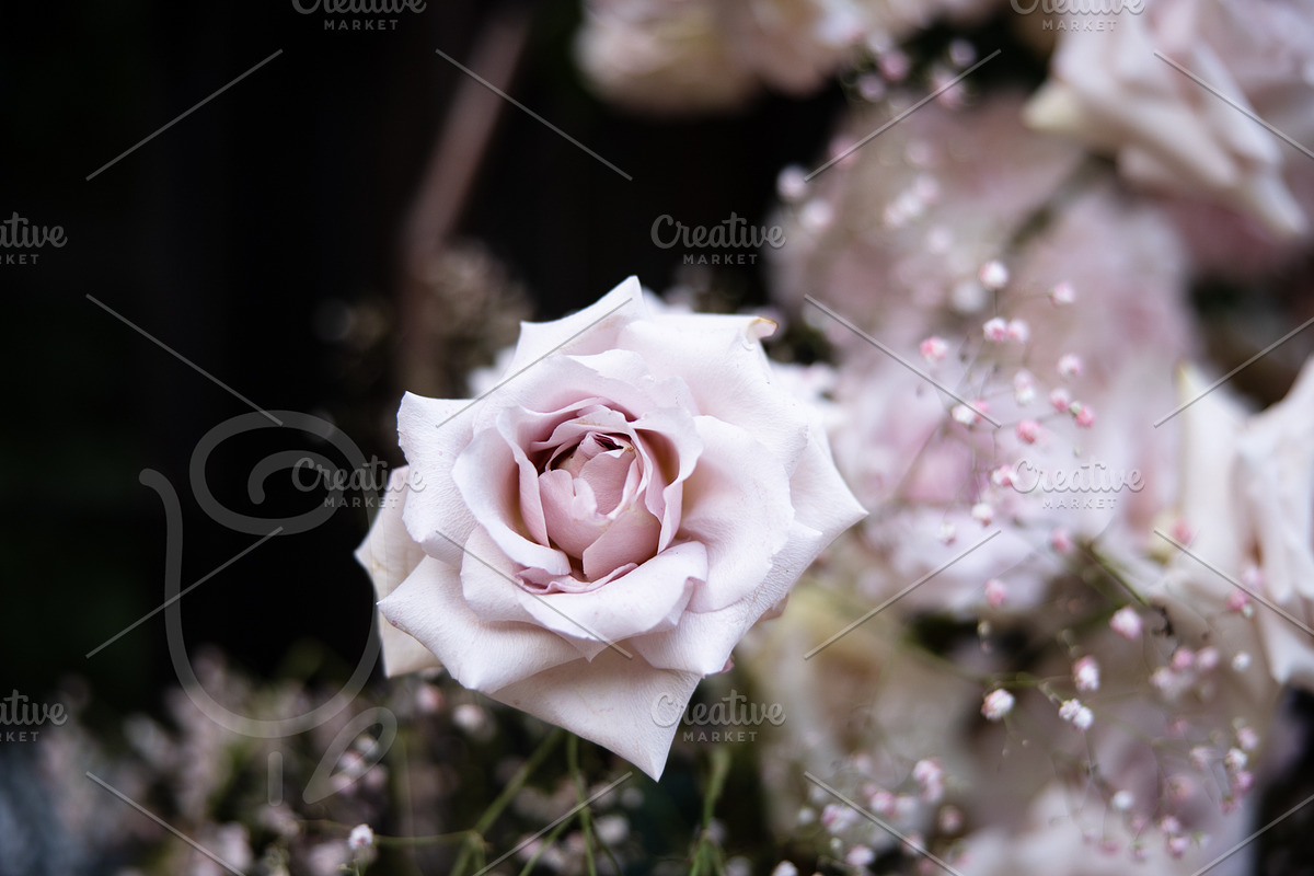 A Garden of Roses | Wedding, Events, a Nature Photo by Farewell (Photo 32 of 41)