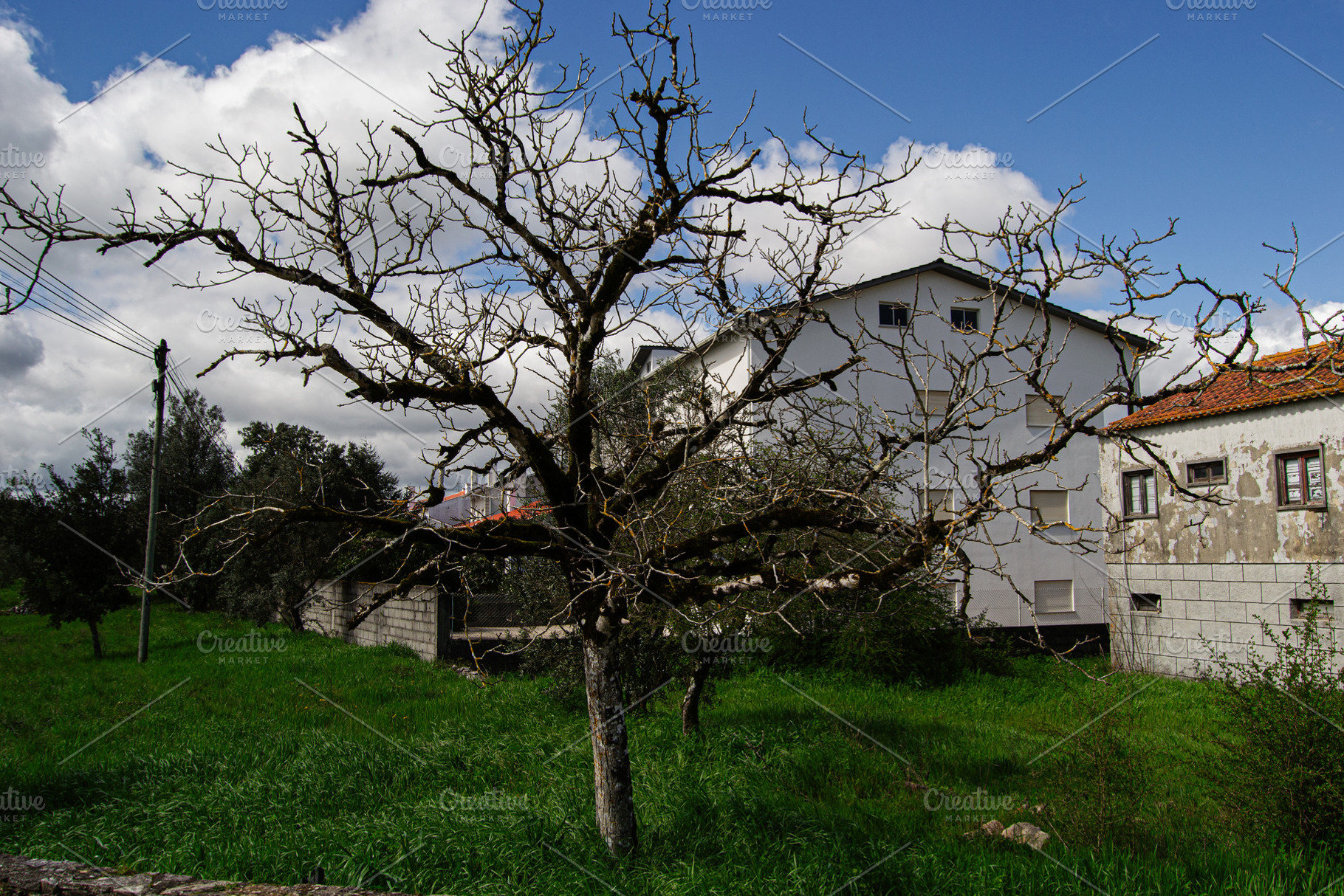 Bare tree in a field with houses under a bright blue sky, a Photo by AS photostudio