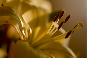 Golden Lily Stamens: Macro of Floral, a Nature Photo by Rohan Photography