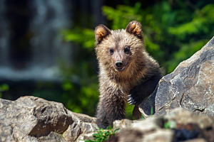 Brown bear cub in the forest with waterwall background, an Animal Photo by Byrdyak