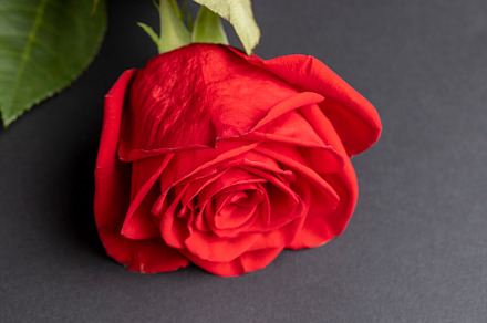 A beautiful red rose cut into pieces, a Photo by MyPhotos