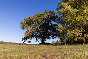 changes in oak foliage in the autumn season in sunny weather, landscape photogr, a Photo by rsoollAI