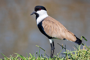 Spur-winged Lapwing, an Animal Photo by Imaginarium