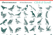 Super Illustration Pack, an Animal Illustration by BlackBird Foundry (Thumbnail 4 of 4)