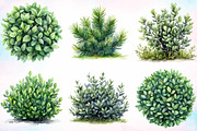 Watercolor Bushes Clipart Bundle, an Illustration by Canvas Craft (Thumbnail 5 of 5)