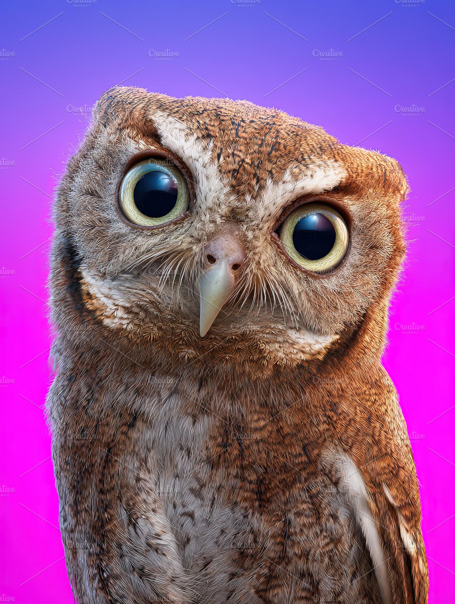 Close-up of a brown owl with wide eyes against a vibrant purple, an Animal Photo by Ales Munt