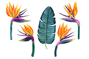 Tropical plants set, an Illustration by Watercolor life (Thumbnail 11 of 13)
