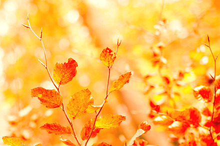 Beautiful autumn, a Photo by Peopleimages.com